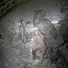 Bird illustration silvered Bird illustration silvered